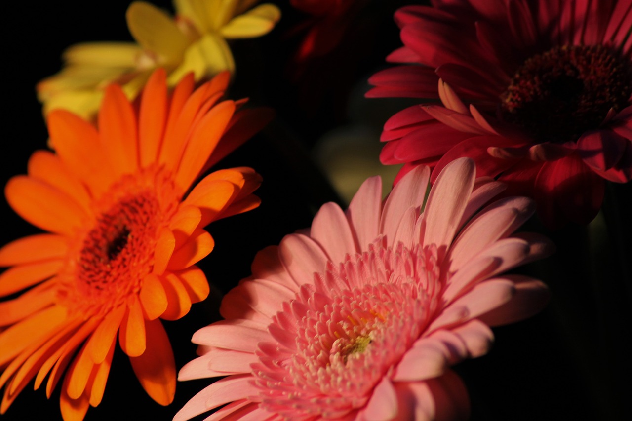 gerbera  background  nature free photo