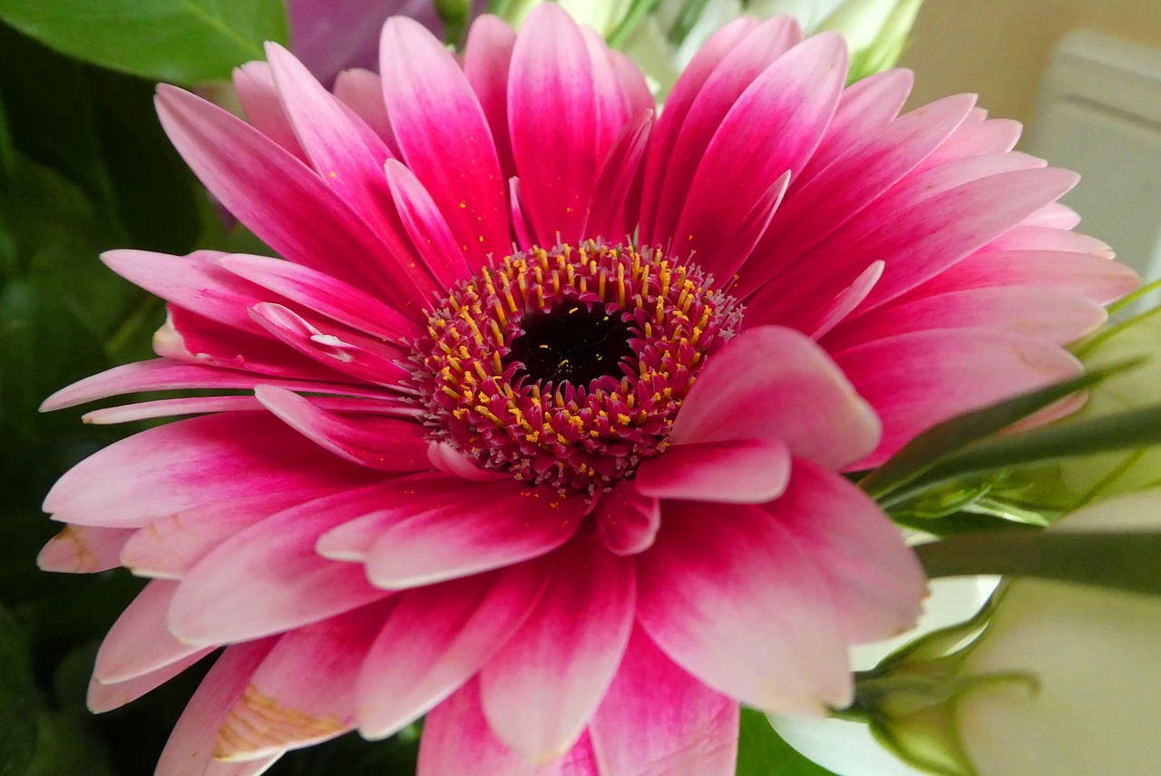 gerbera  flower  vegetable free photo