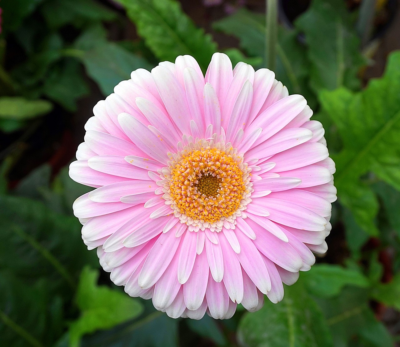 gerbera  pink  blossom free photo