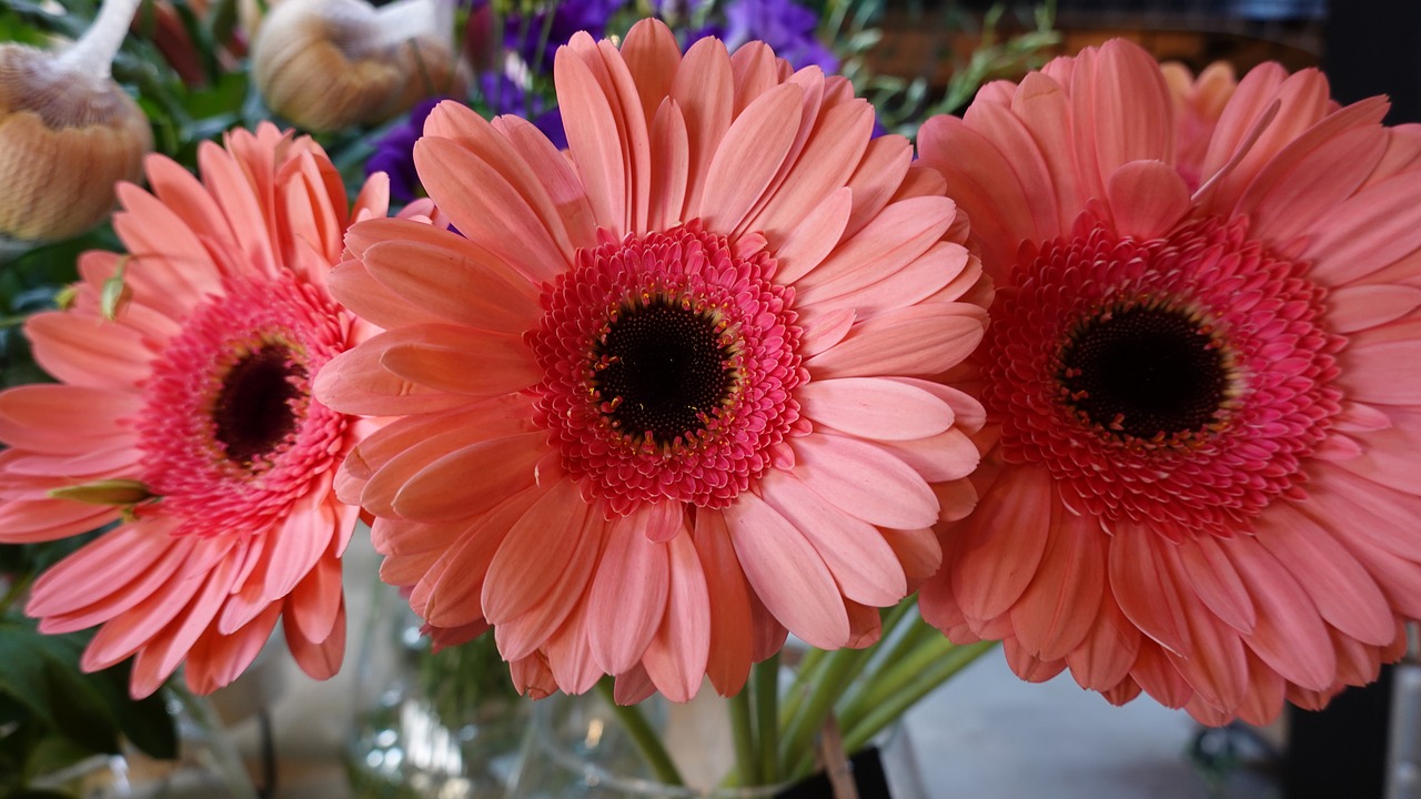 gerbera  flowers  cut flowers free photo