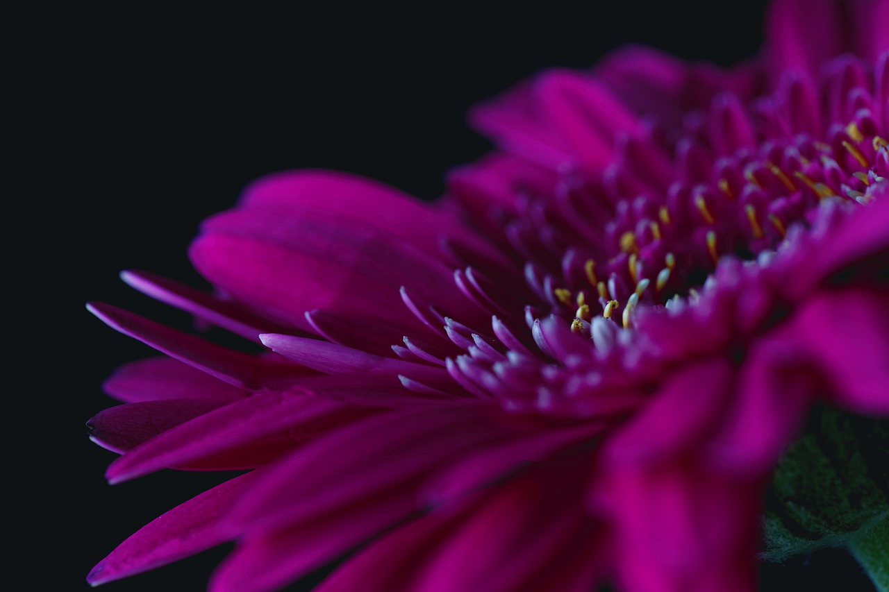 gerbera  flower  blossom free photo