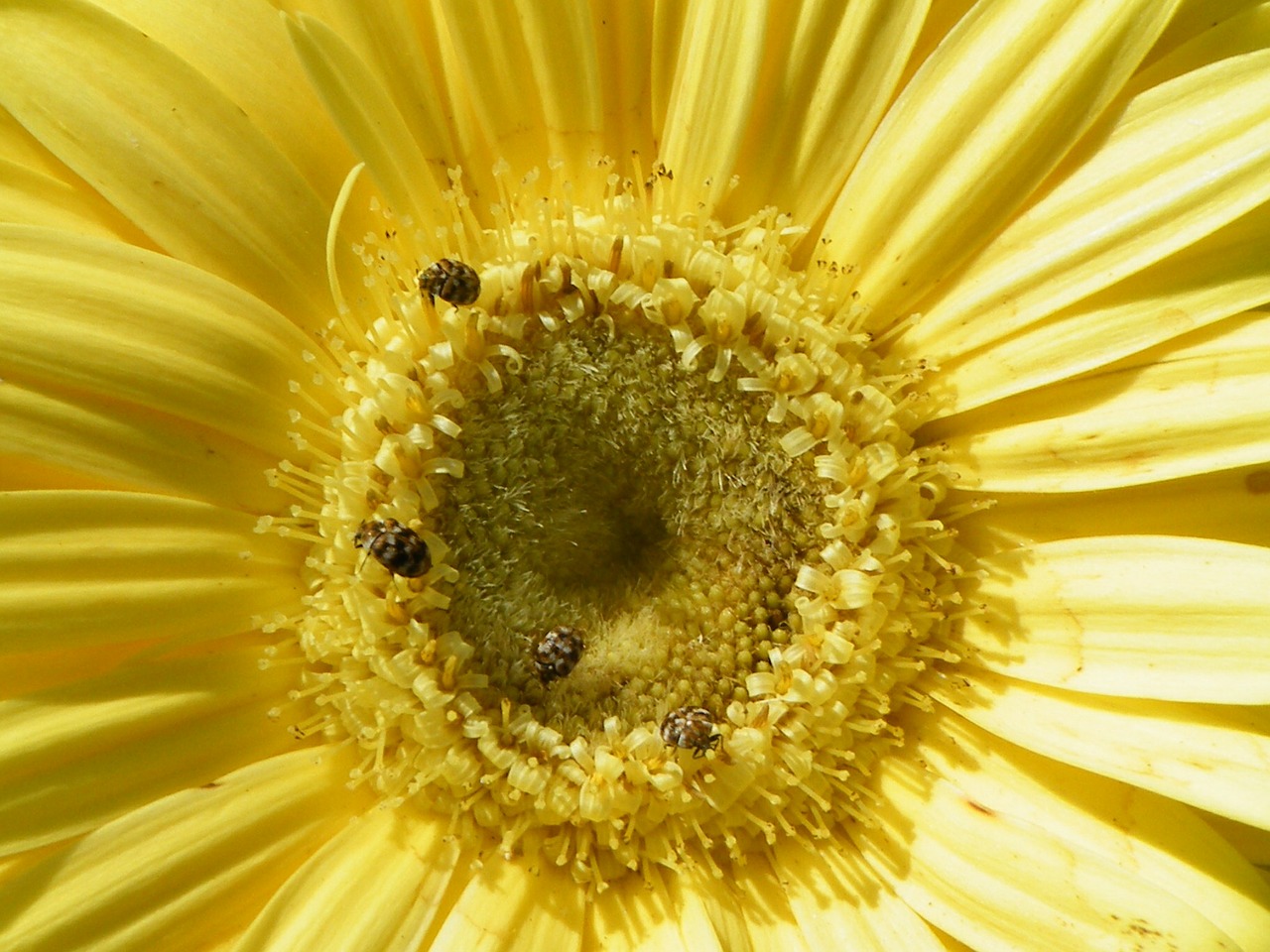 gerbera daisy floral free photo