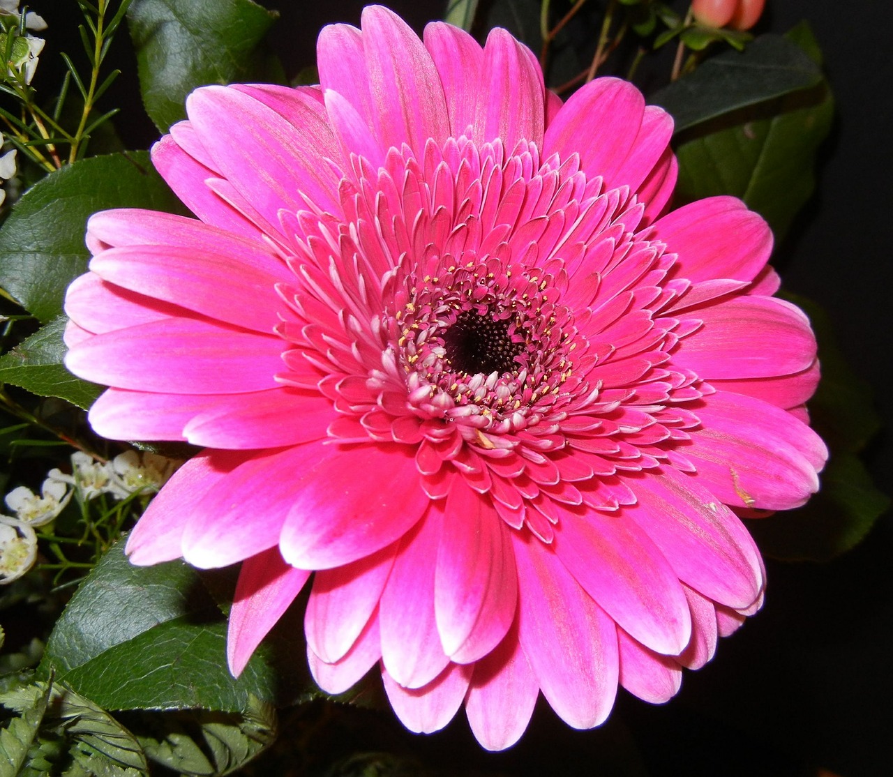 gerbera flower pink free photo