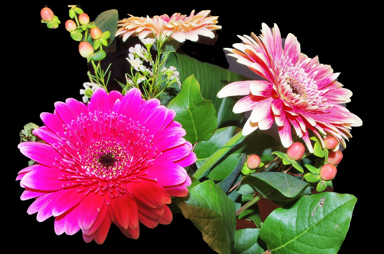 gerbera flowers fucsia free photo