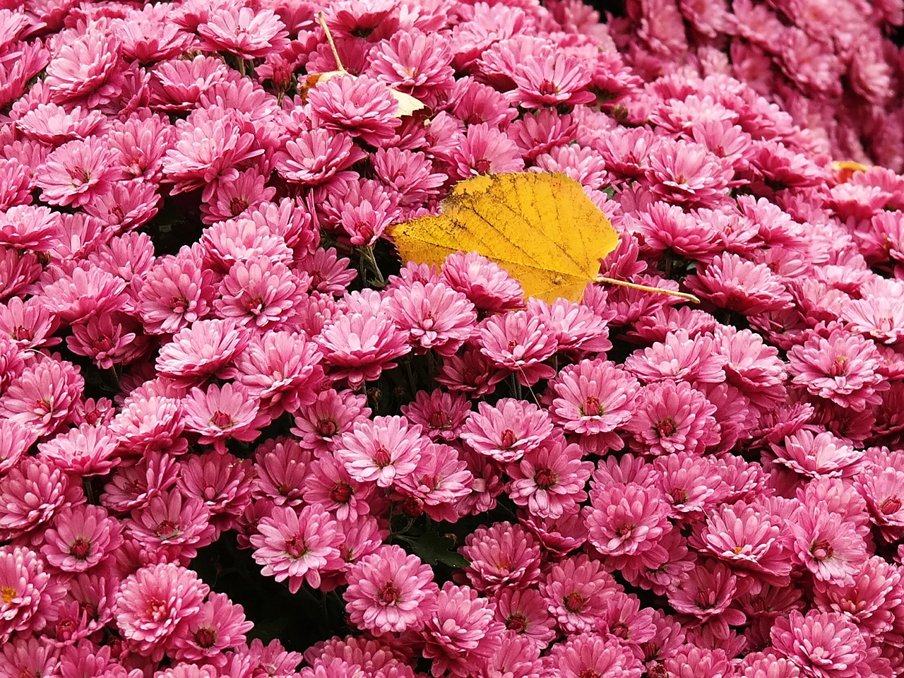 gerbera flowers pink free photo