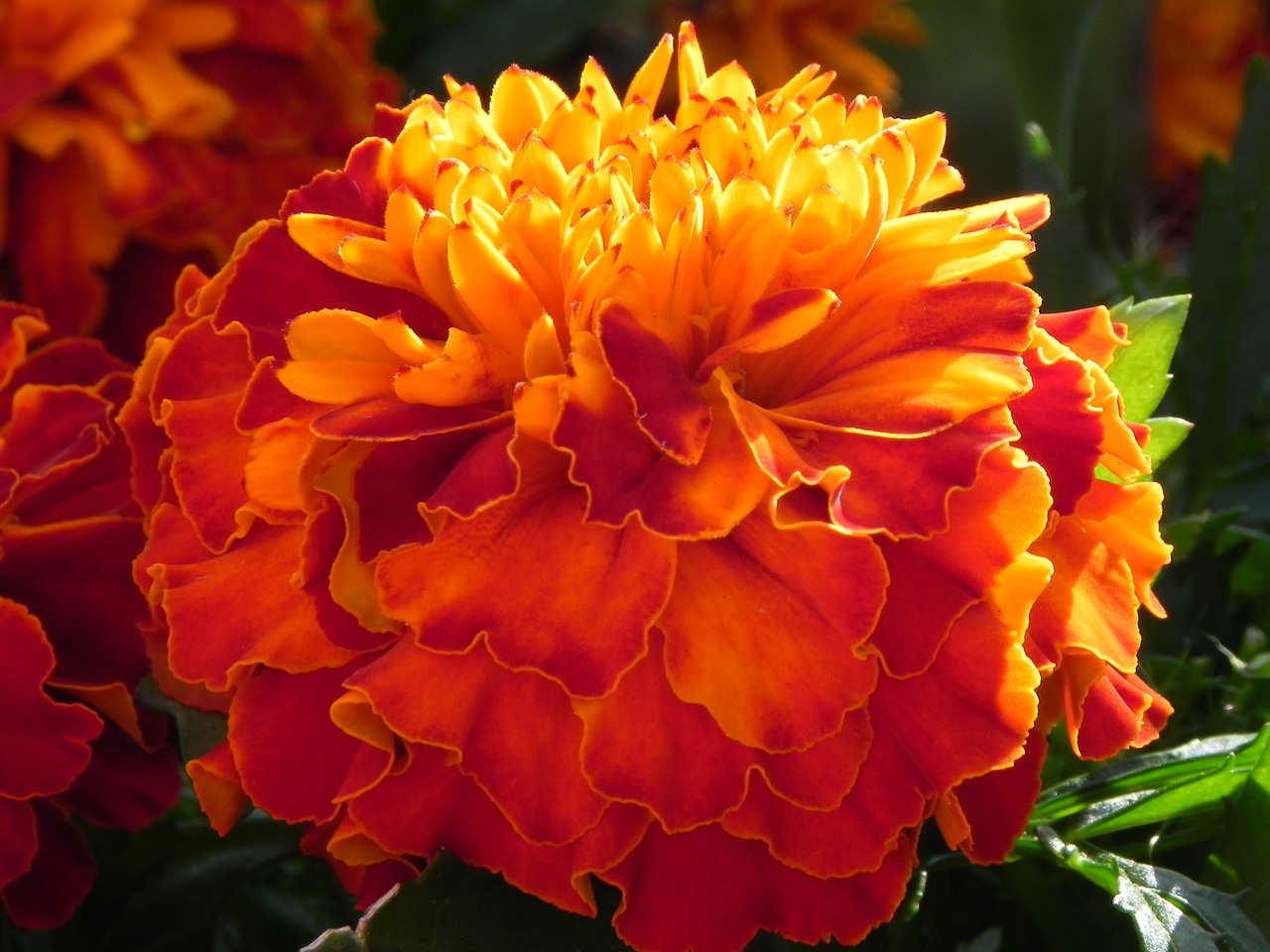 gerbera flower orange free photo