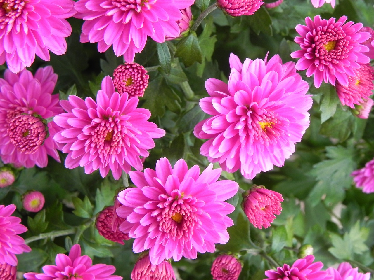 gerbera macro blossom free photo