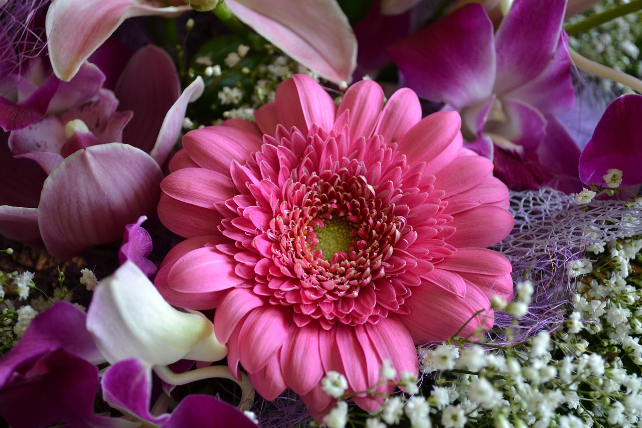 gerbera flower pink free photo