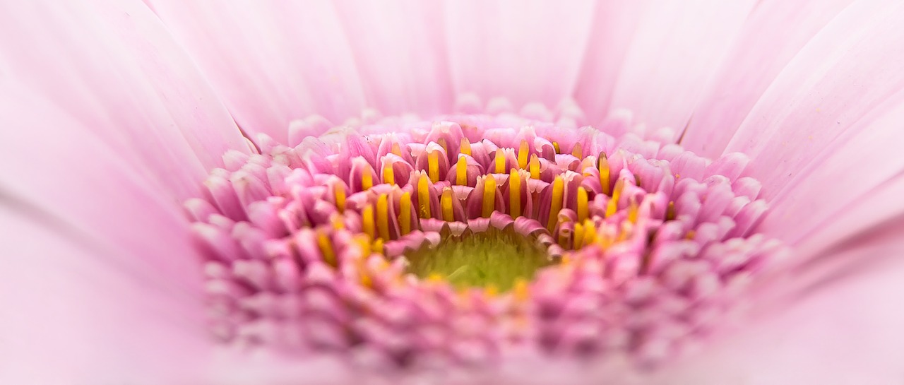 gerbera pano flower free photo