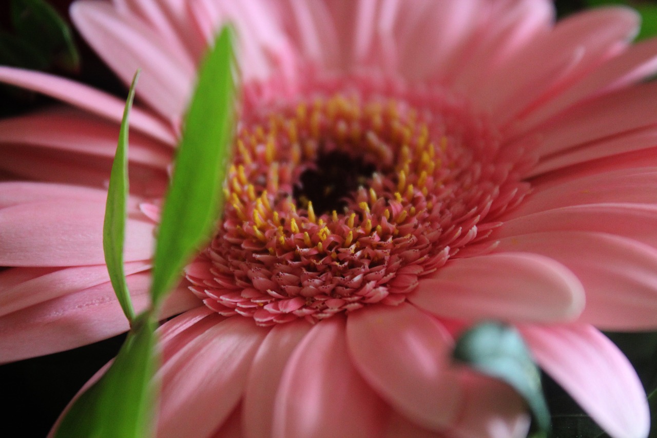 gerbera pink flower free photo