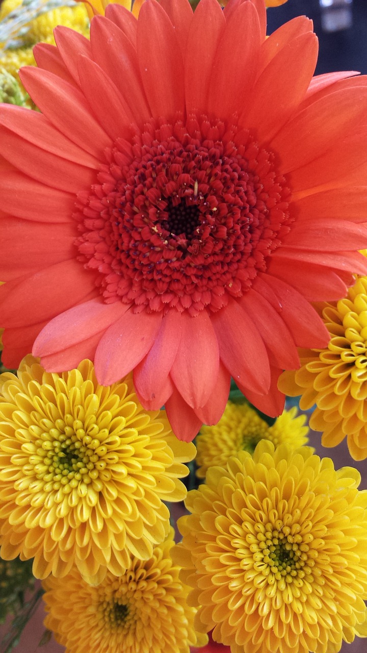 gerbera flowers easter free photo