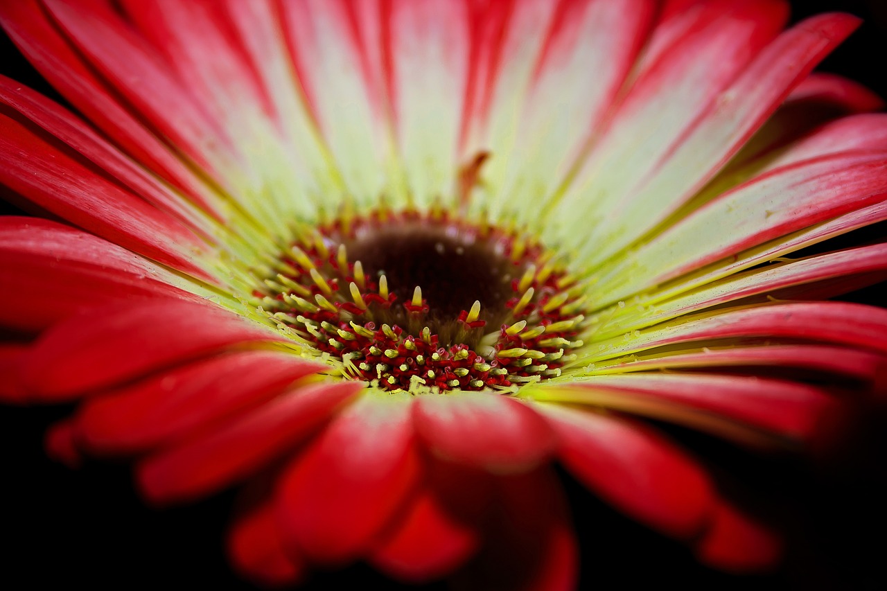 gerbera blossom bloom free photo