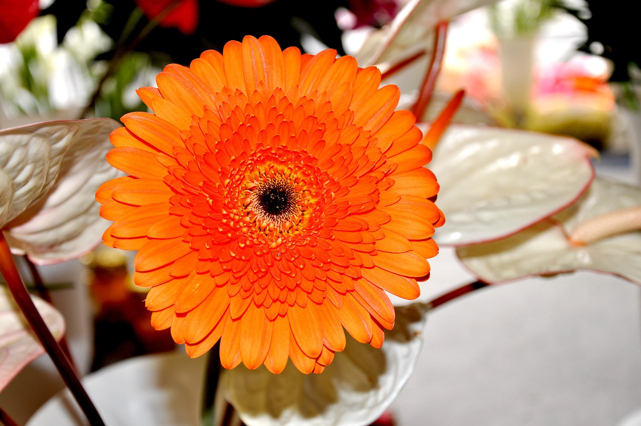 gerbera flower yellow free photo