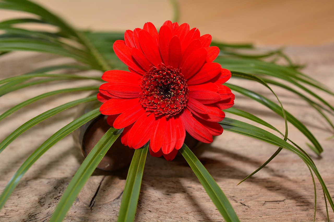 gerbera flower blossom free photo