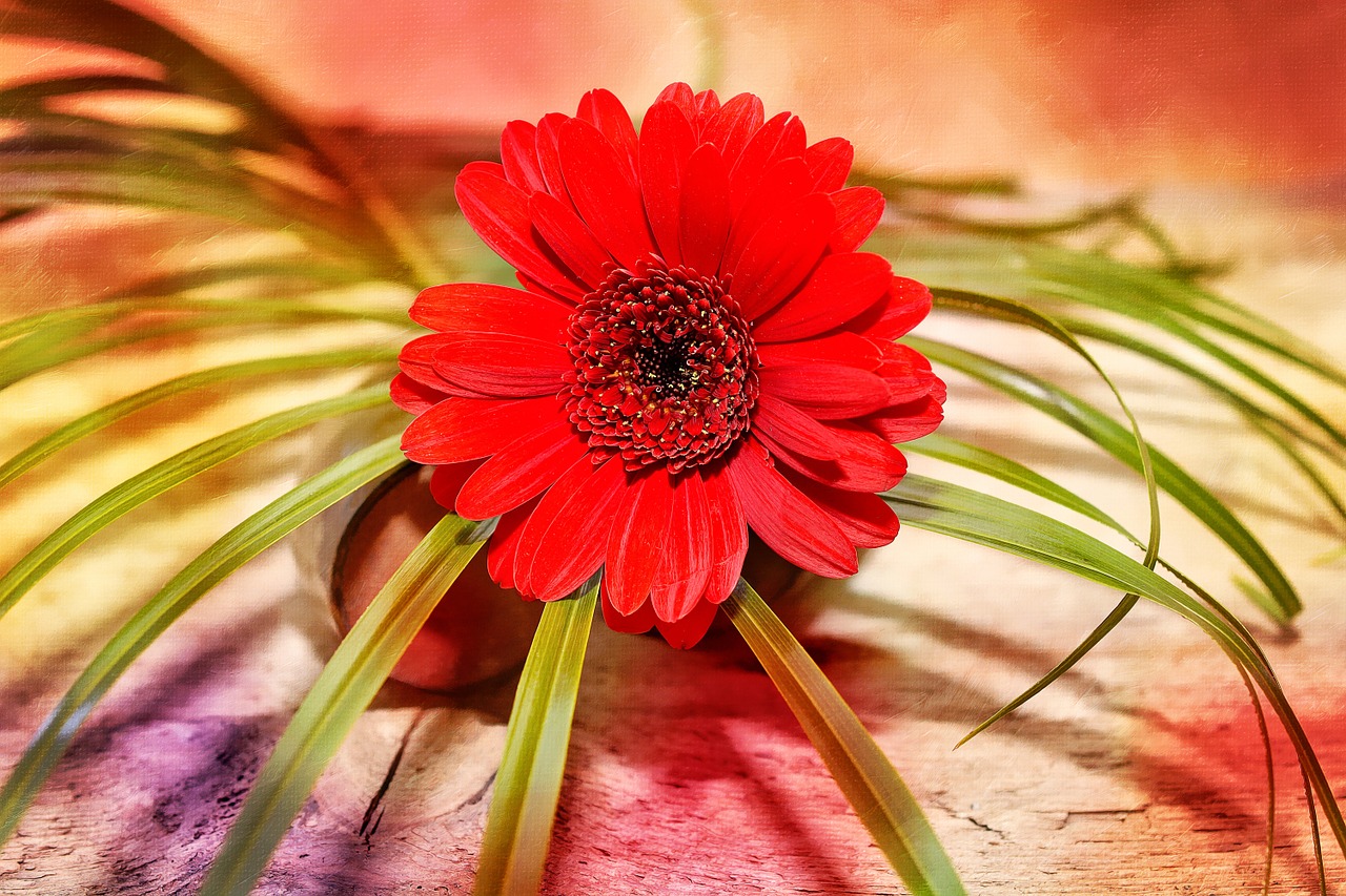 gerbera flower schnittblume free photo