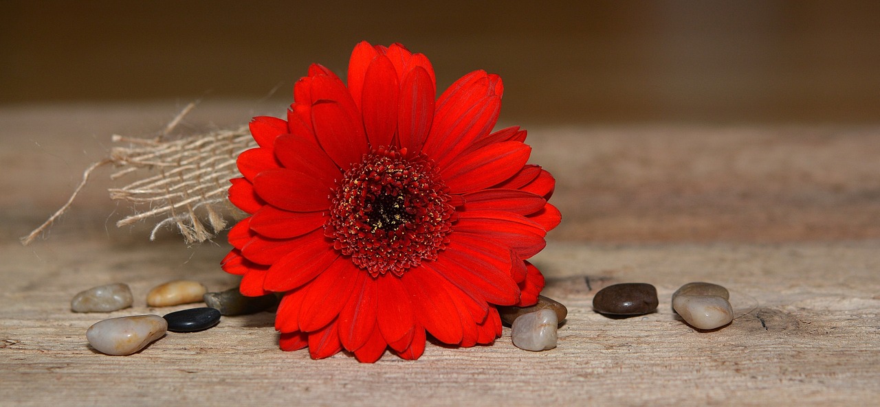 gerbera flower blossom free photo