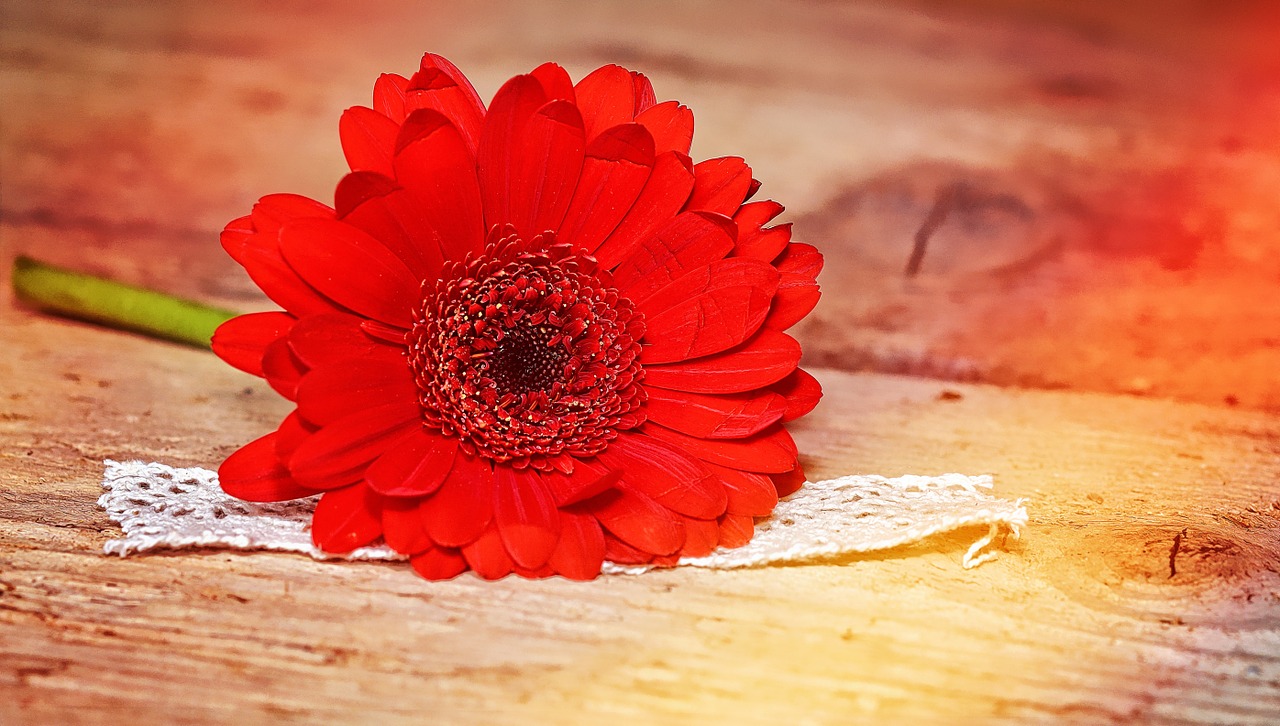 gerbera flower red free photo