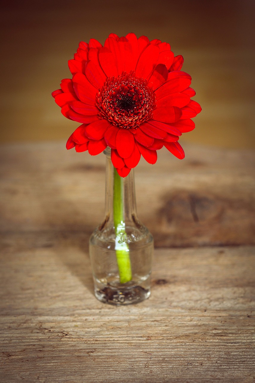 gerbera flower blossom free photo