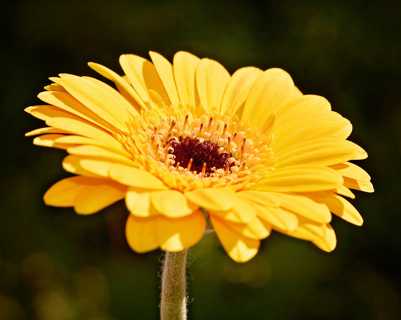 gerbera orange flower free photo