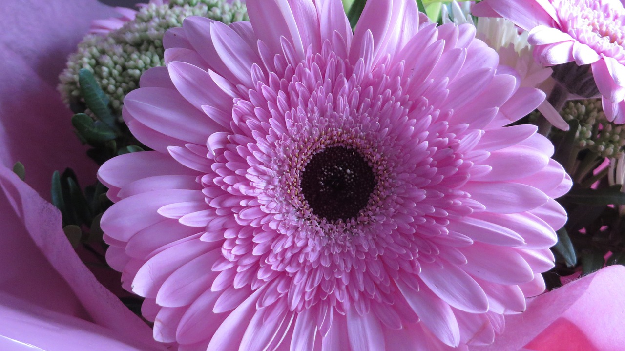 gerbera flower pink free photo