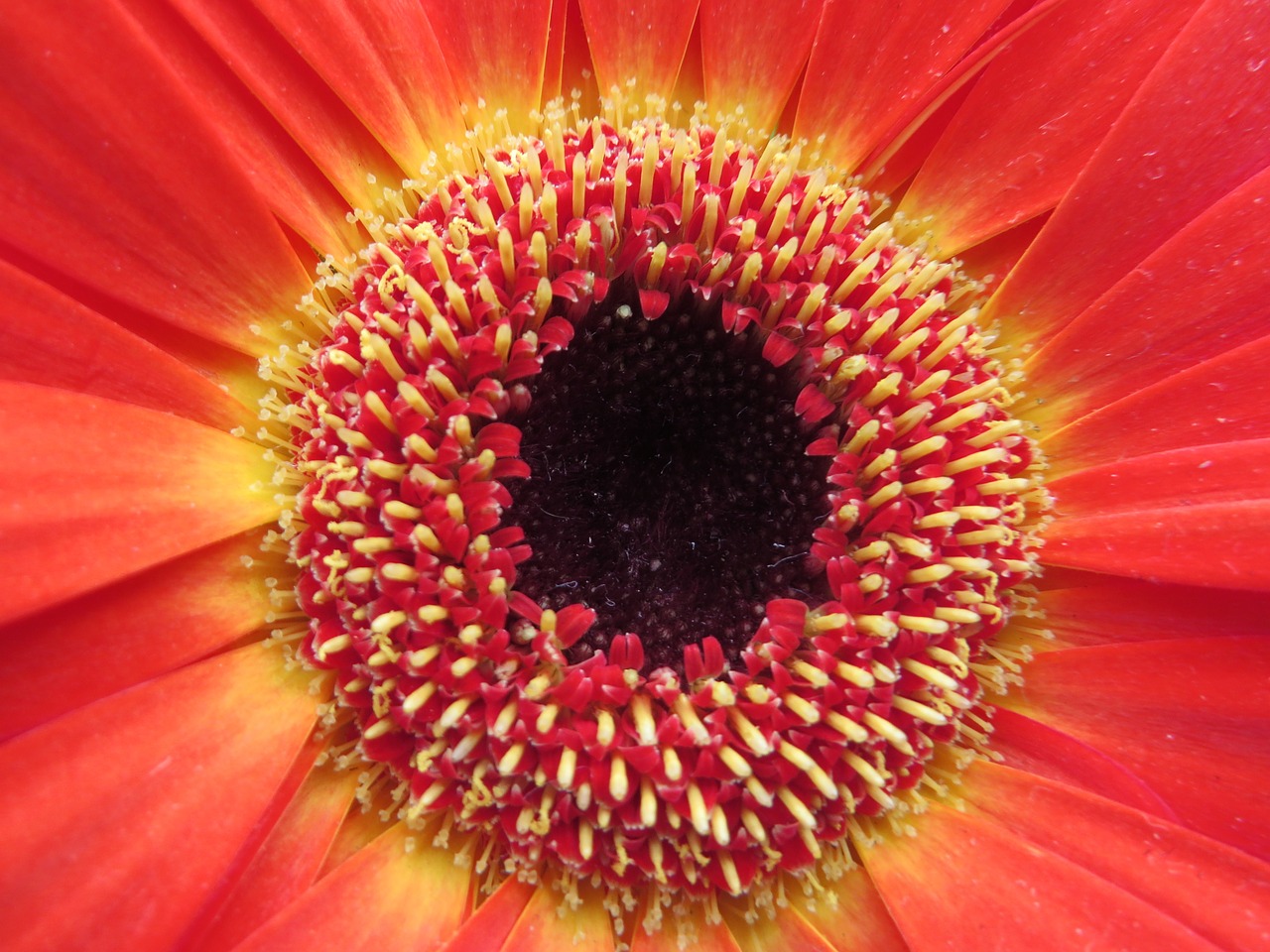 gerbera flower plant free photo