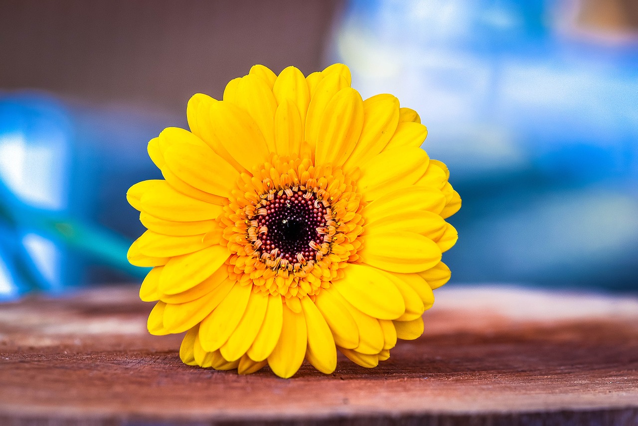 gerbera yellow yellow flower free photo