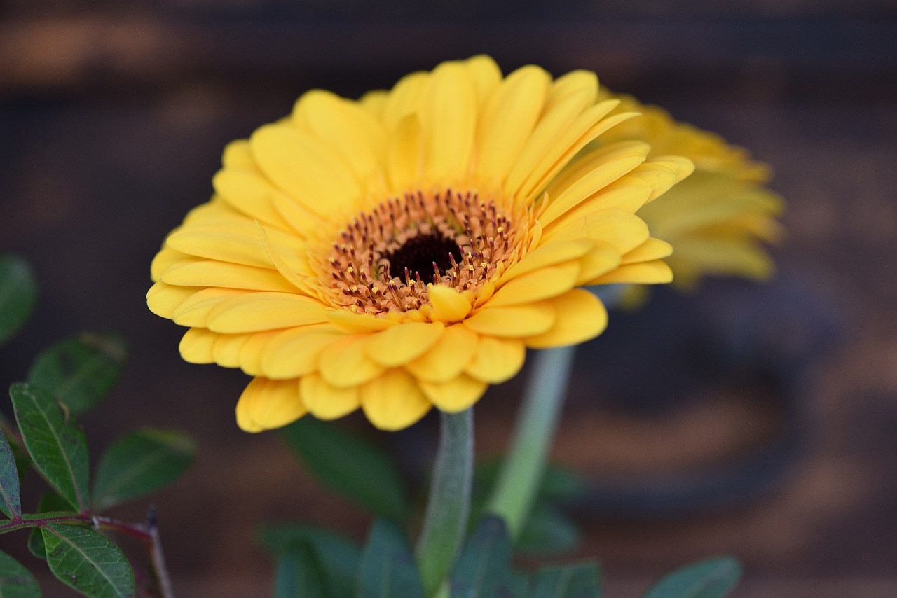 gerbera flower schnittblume free photo