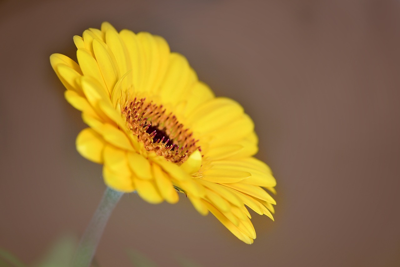 gerbera flower schnittblume free photo