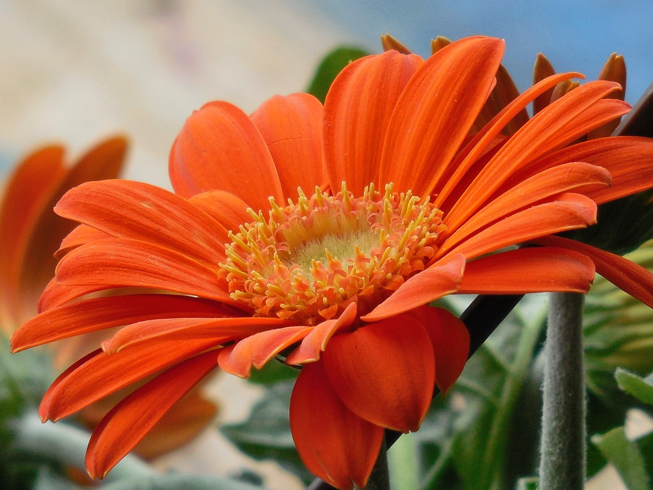 gerbera daisy flower free photo