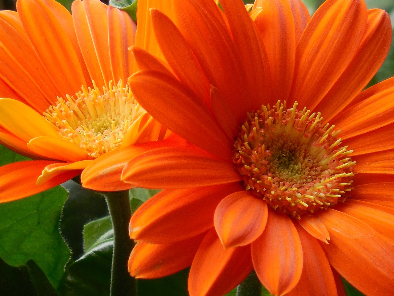 gerbera daisy flower free photo