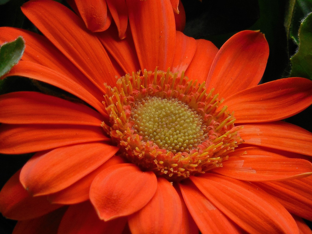 gerbera daisy flower free photo