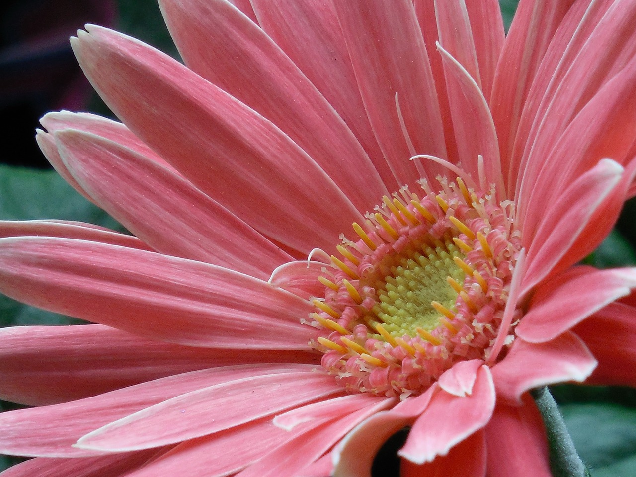 gerbera daisy flower free photo