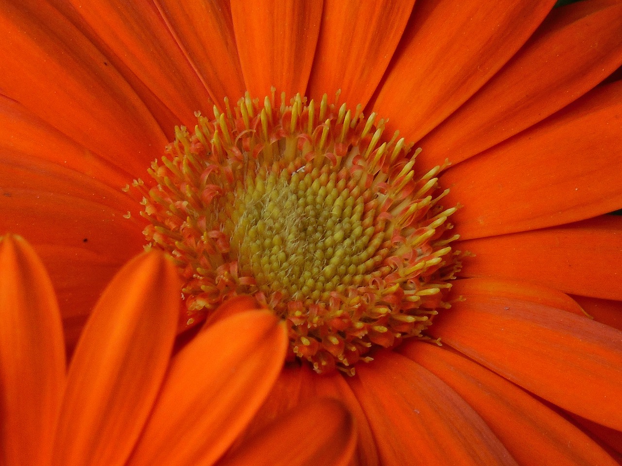 gerbera daisy flower free photo