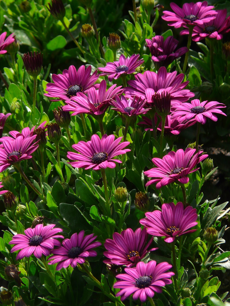 gerbera flowers plant free photo