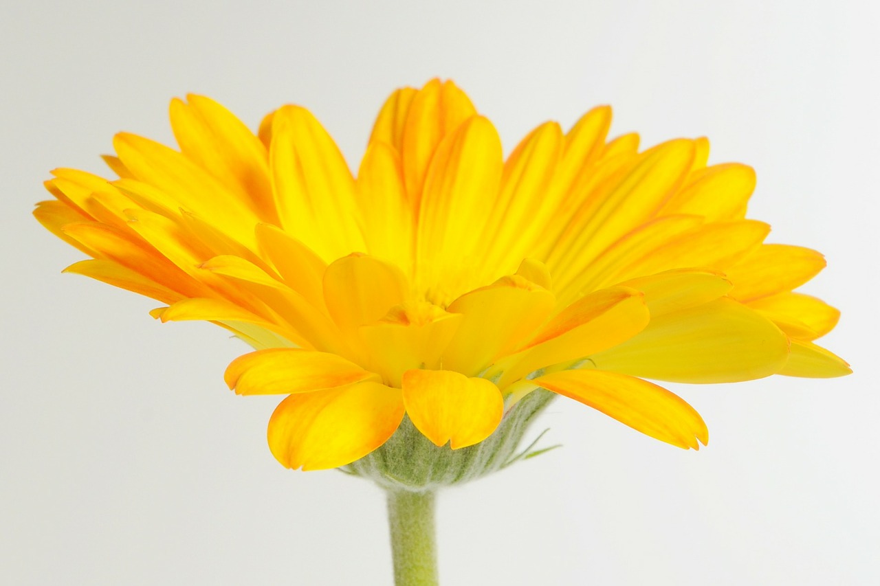 gerbera germini flower free photo