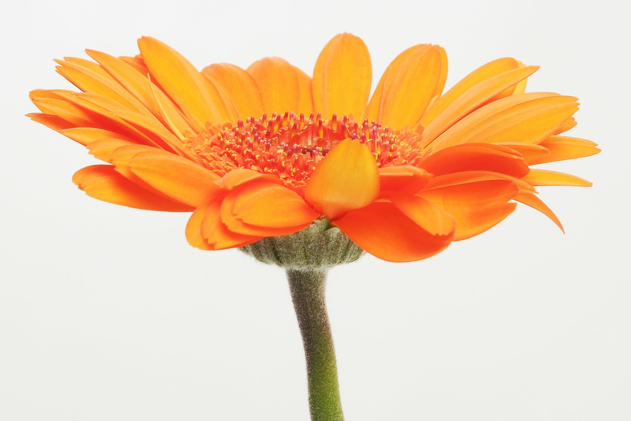 gerbera germini flower free photo