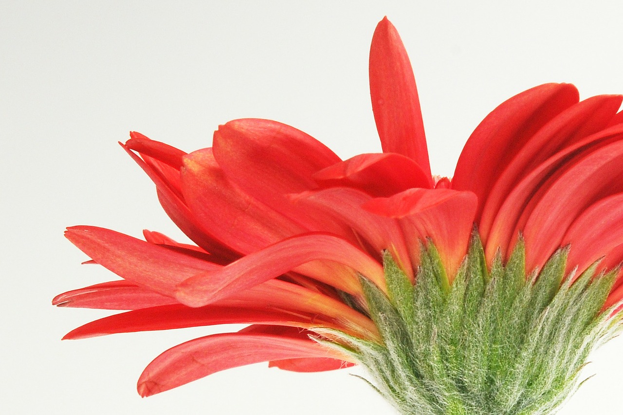 gerbera germini flower free photo