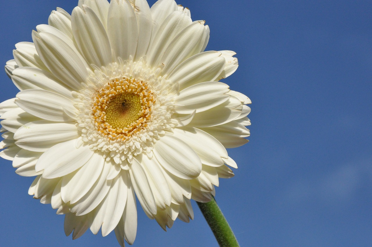 gerbera flower white free photo