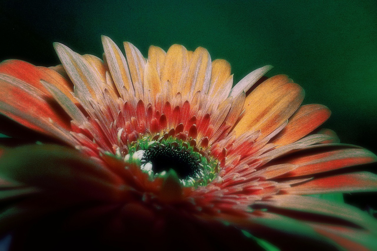 gerbera flower colored free photo