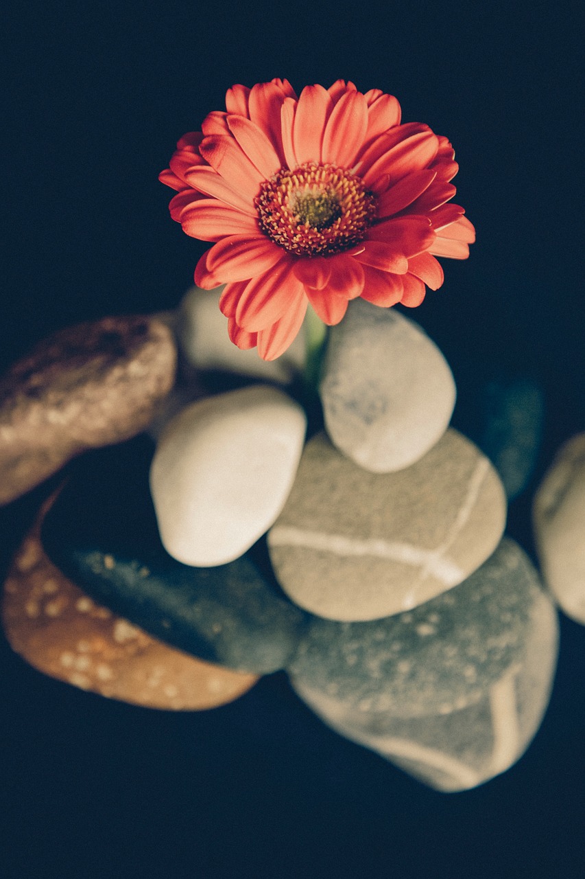 gerbera blossom bloom free photo