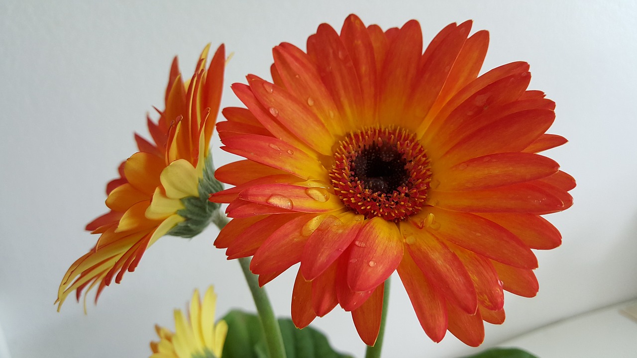 gerbera orange flower free photo