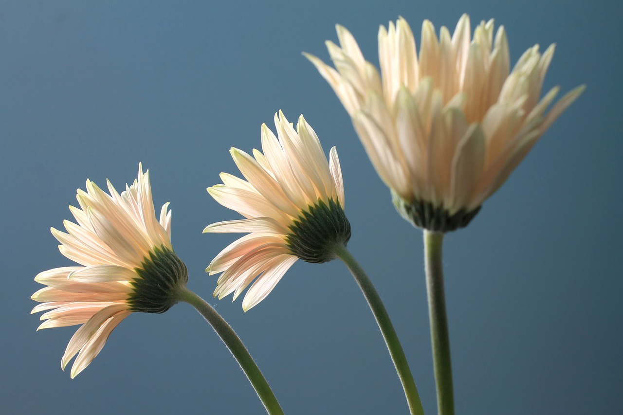 gerbera daisy flower plant free photo