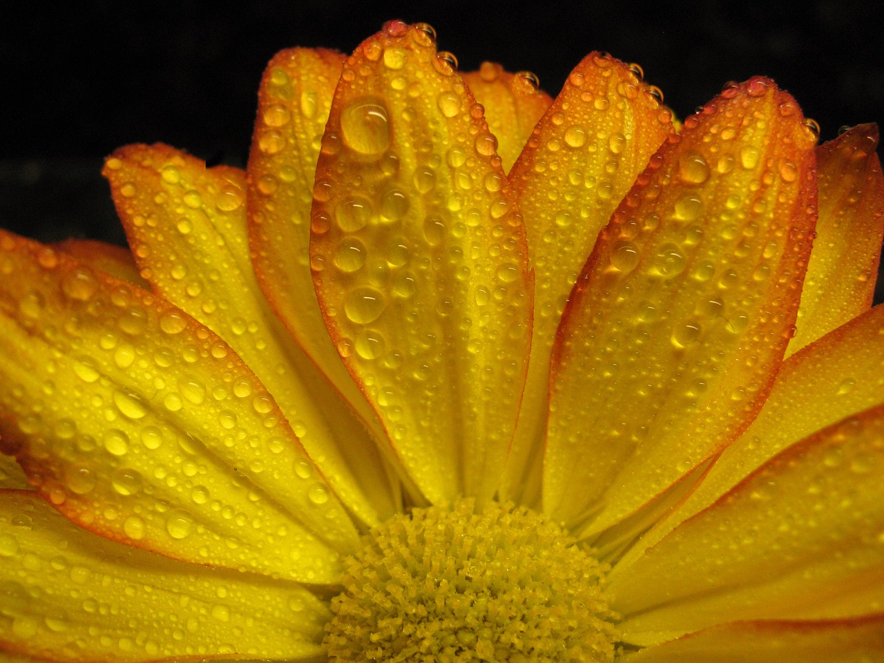 gerbera daisy daisy flower free photo