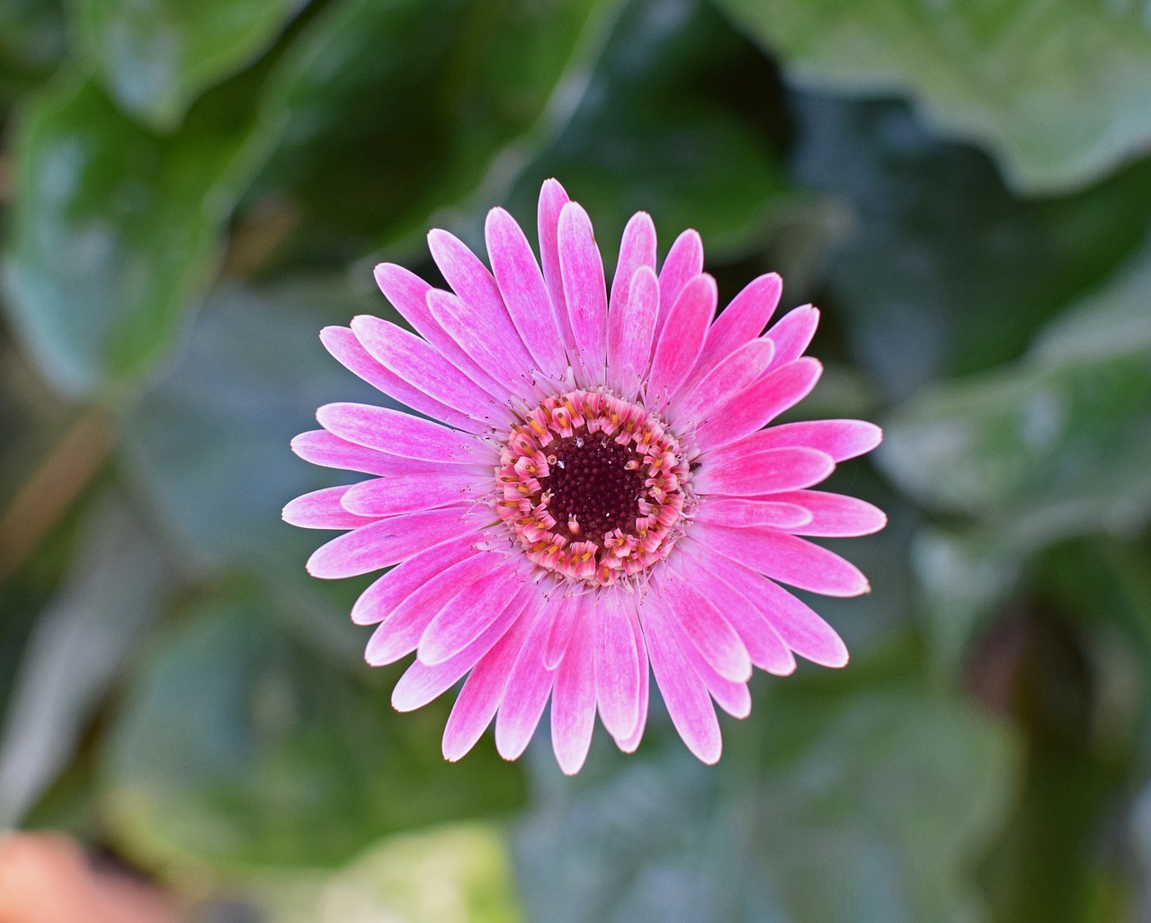 gerbera daisy flower blossom free photo