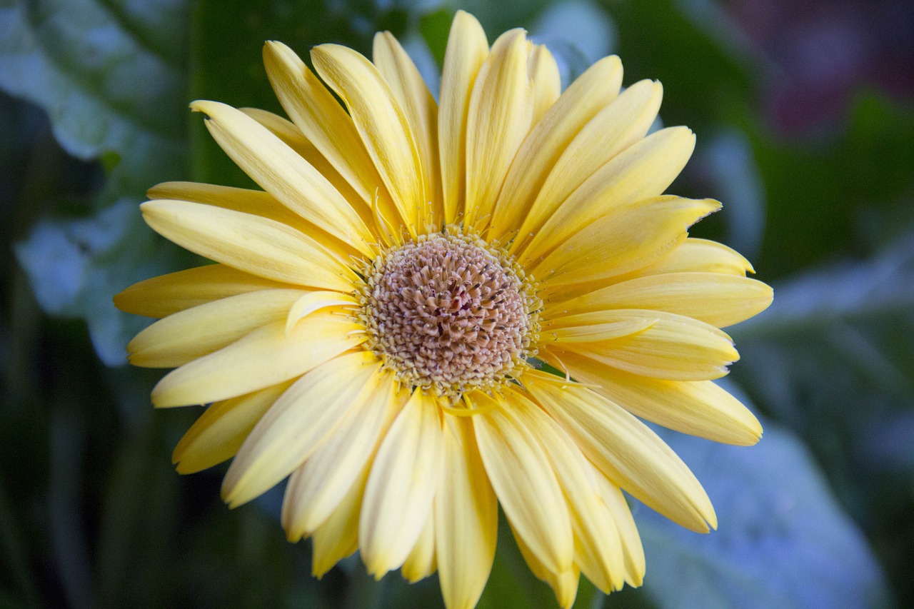 Gerbera daisy,gerber daisy,gerbera,gerber,daisy - free image from ...