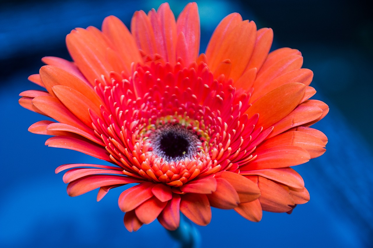 gerbera daisy flower color free photo