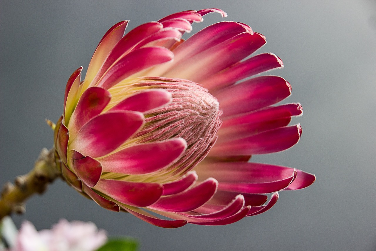 protea bloom flower free photo