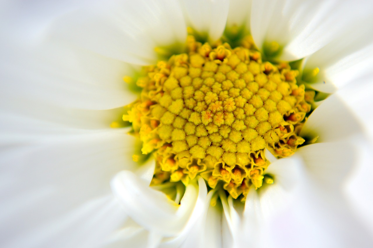 gerbera daisy white yellow free photo
