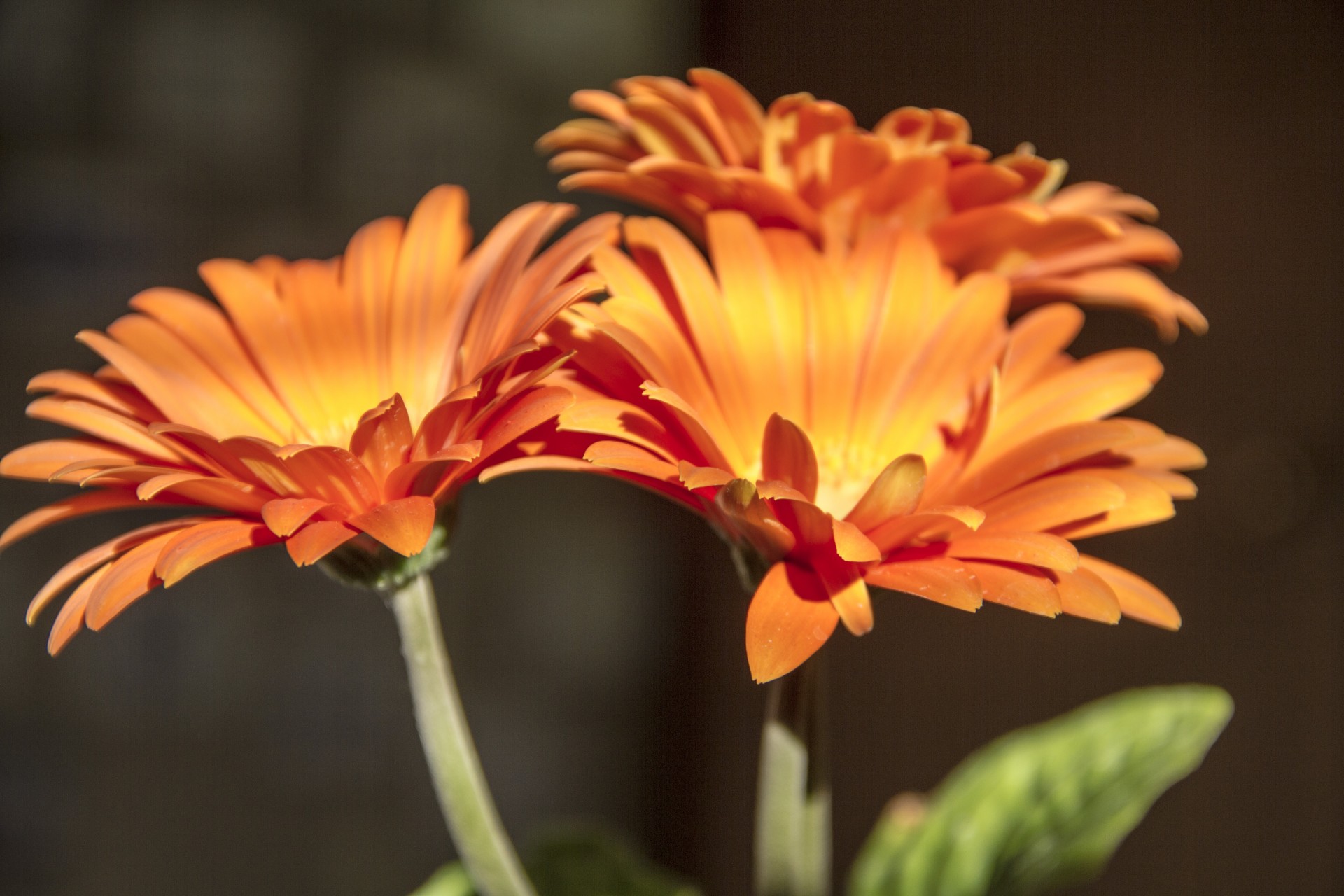 flower daisy gerbera free photo