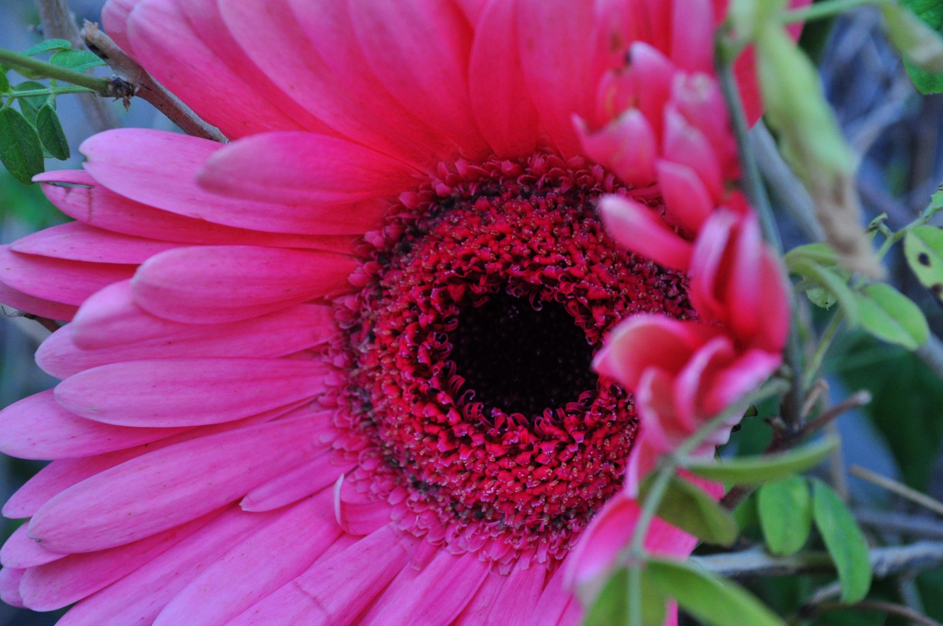 gerbera daisy spring free photo